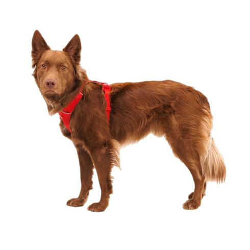 RuffWear Front Range Dog Harness Small Red Canyon - Poudre Pet & Feed Supply 2